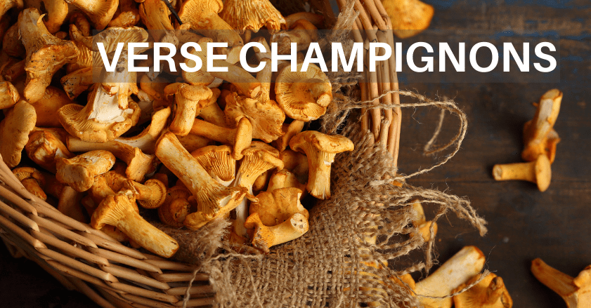 KOOP VERSE PADDESTOELEN